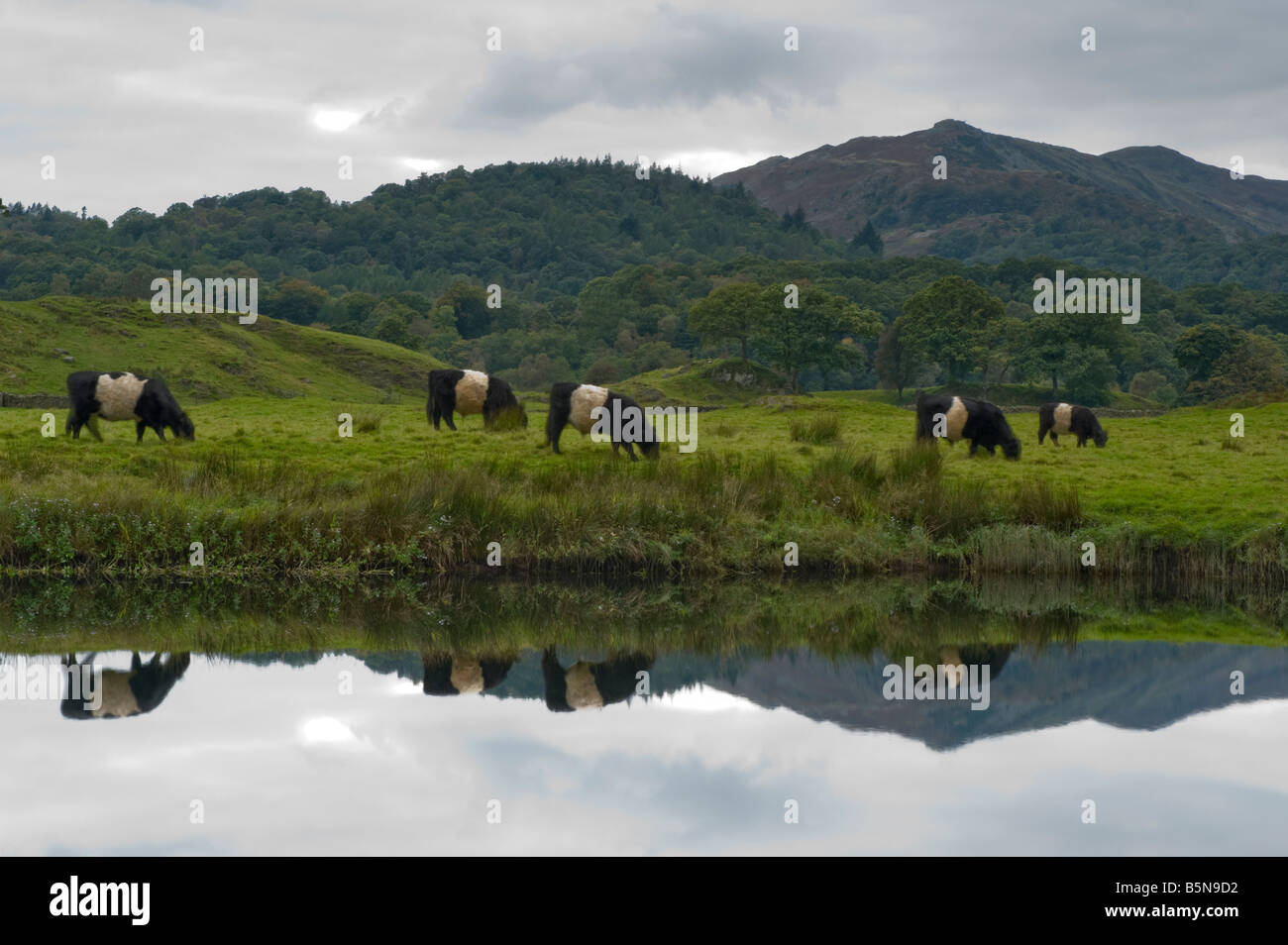 A slow exposure captures five Belted Galloway cattle moving through this reflected image. Stock Photo