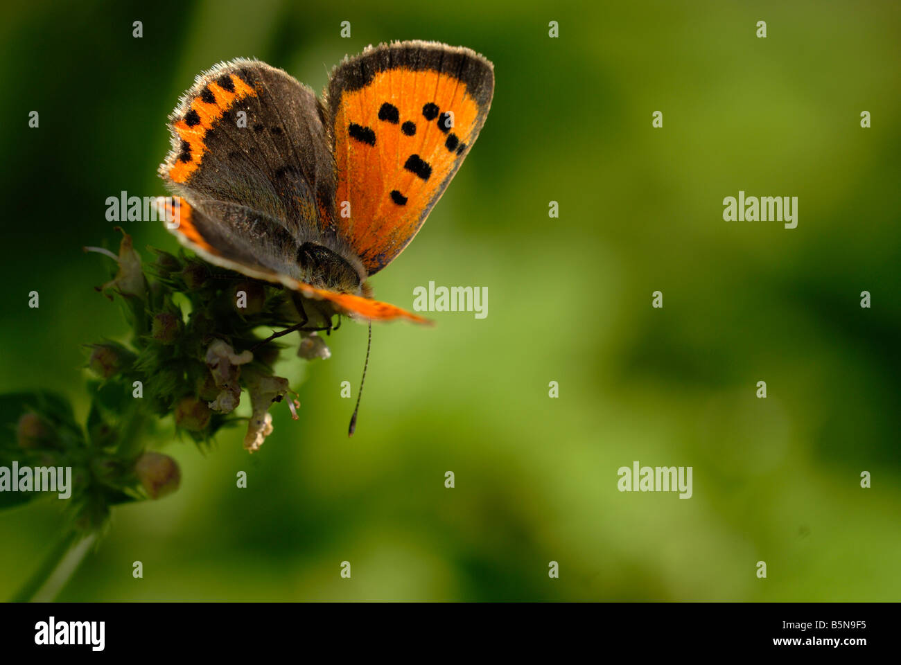 Small Copper butterfly Lycaena phlaeas feeding on Catmint, Wales, UK. Stock Photo