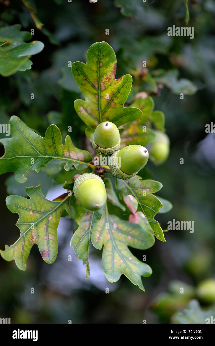 Acorns on oak tree Stock Photo