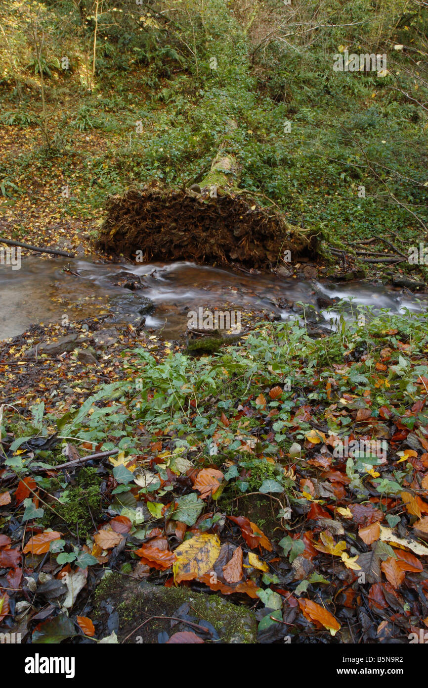 Autumn fallen tree showing root system beside spring water stream at