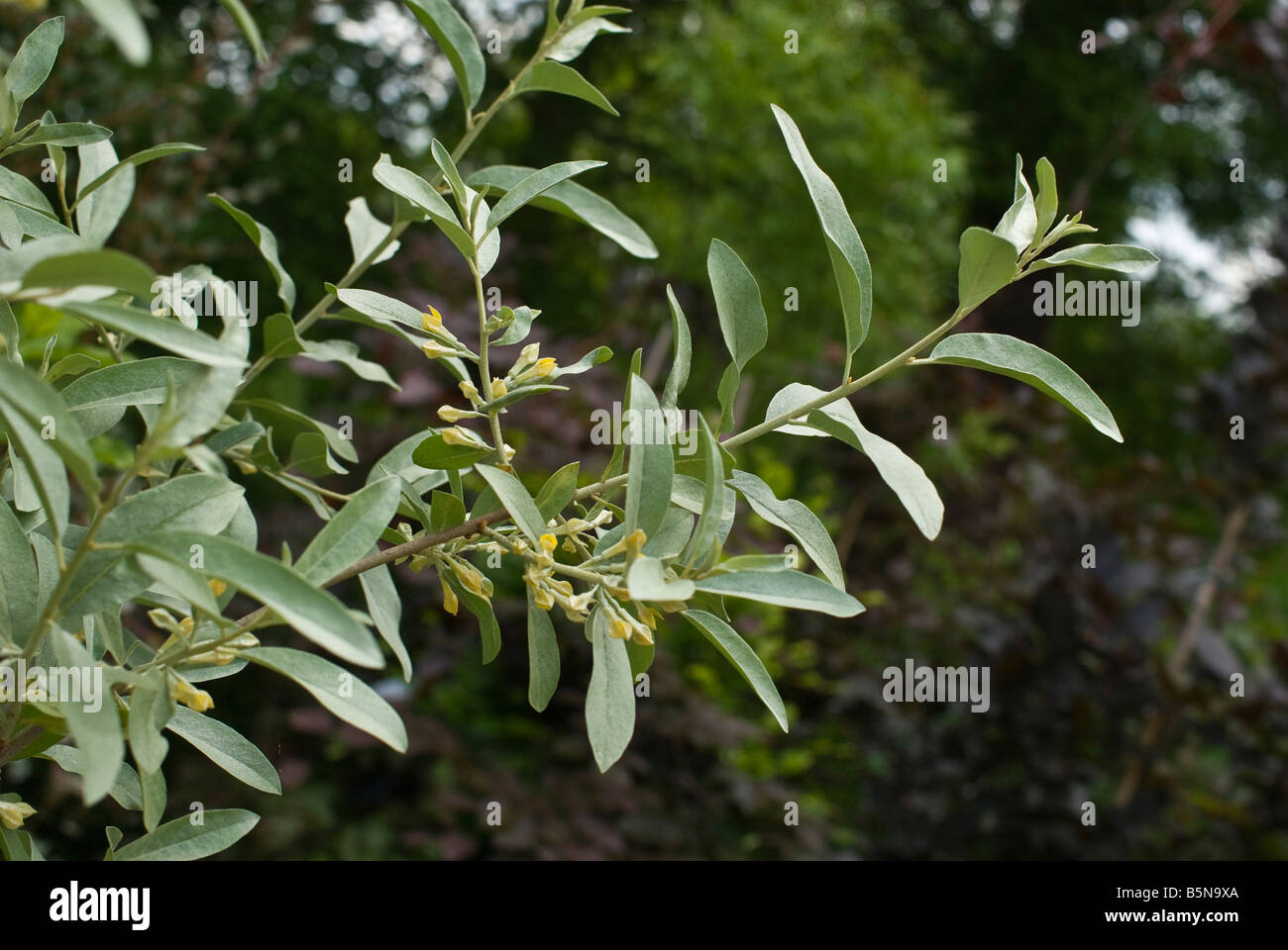 Elaeagnus angustifolia Quicksilver AGM in May Stock Photo