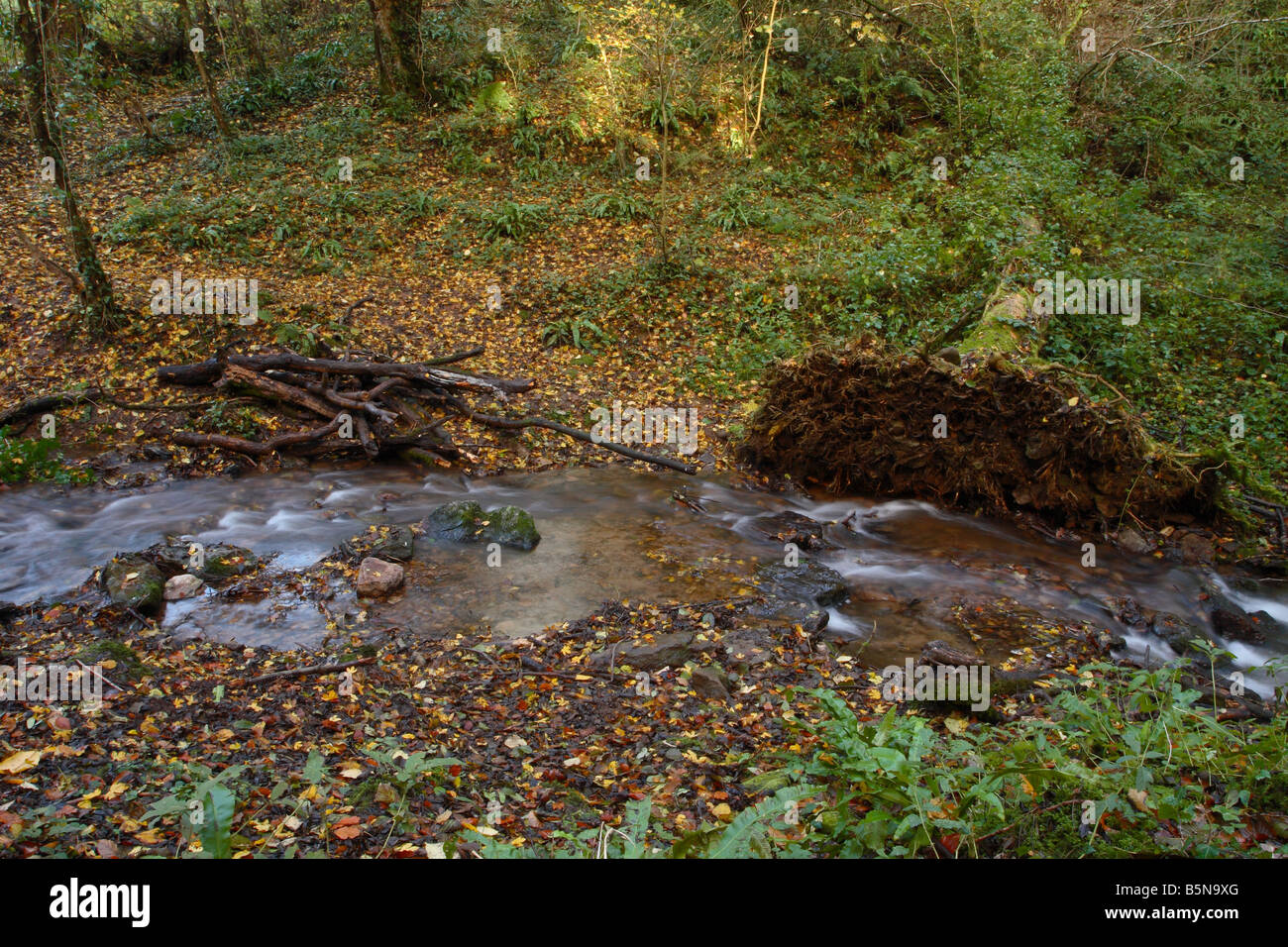 Autumn fallen tree showing root system beside spring water stream at