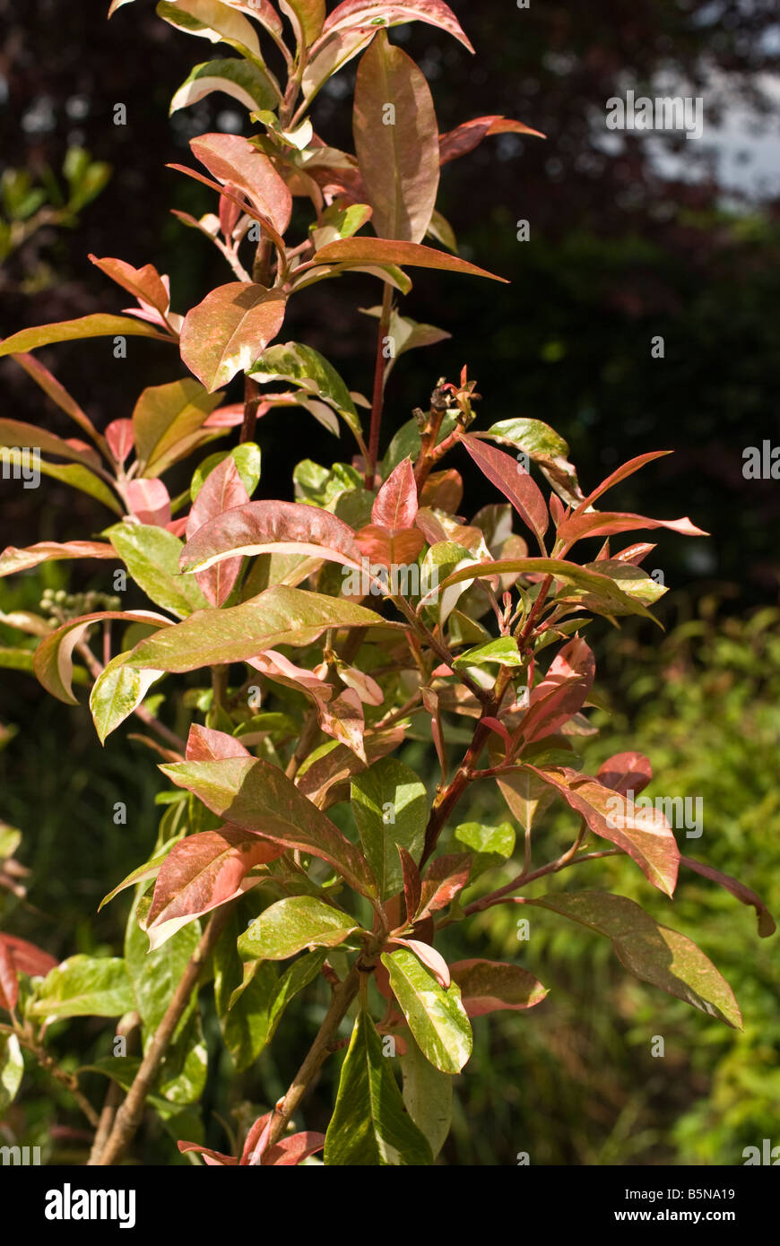 Evergreen shrub Photinia davidiana Palette in May Stock Photo - Alamy