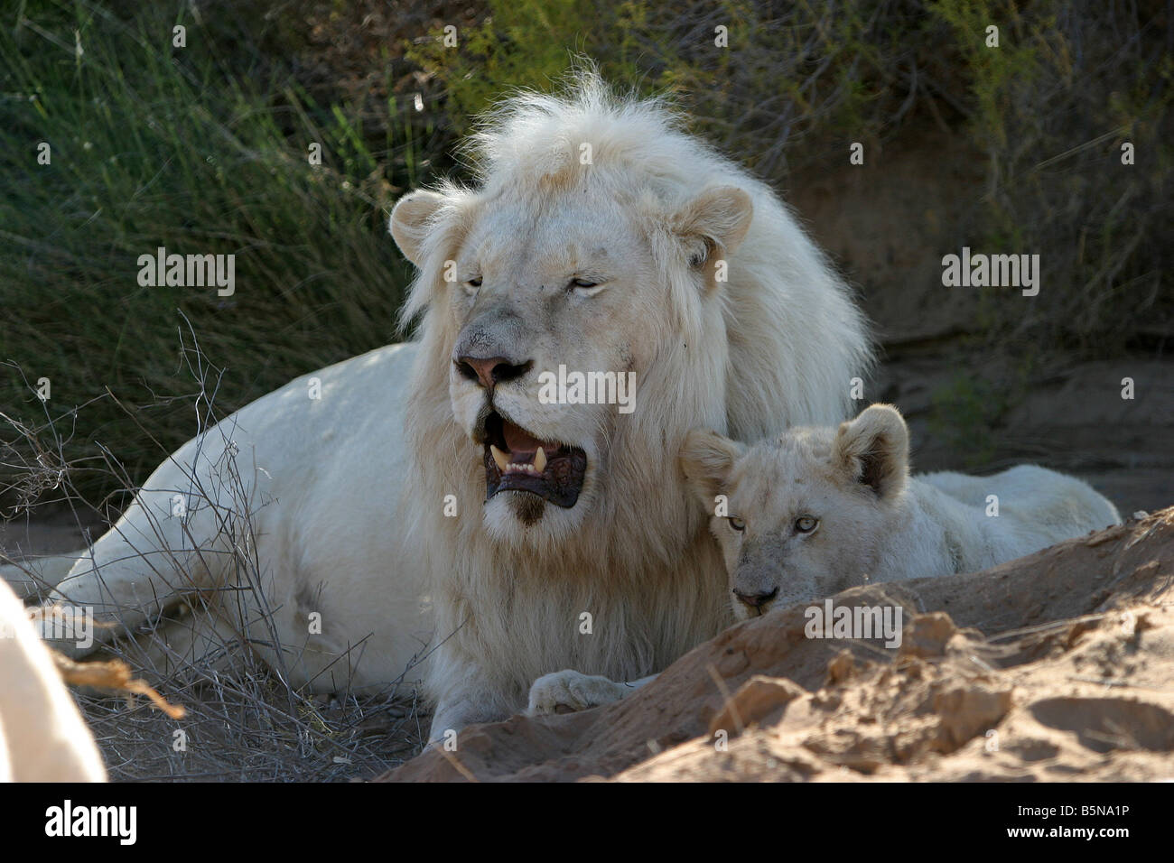White Lion male and cub Stock Photo Alamy