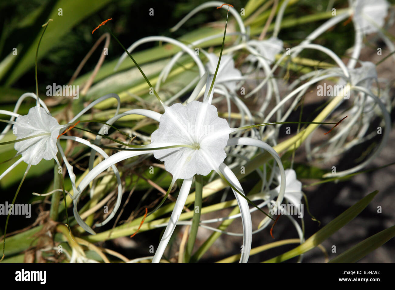 Close-up of a Spyder Lilly flower  [Hymenocallis caribaea] Stock Photo