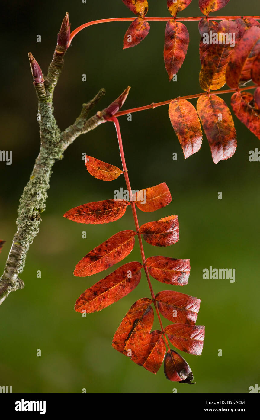 Rowan foliage Sorbus aucuparia in autumn strongly coloured Dorset Stock Photo