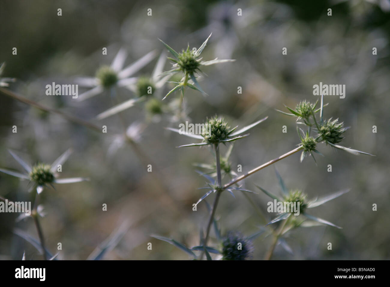 An eryngium thistle in bloom Stock Photo Alamy