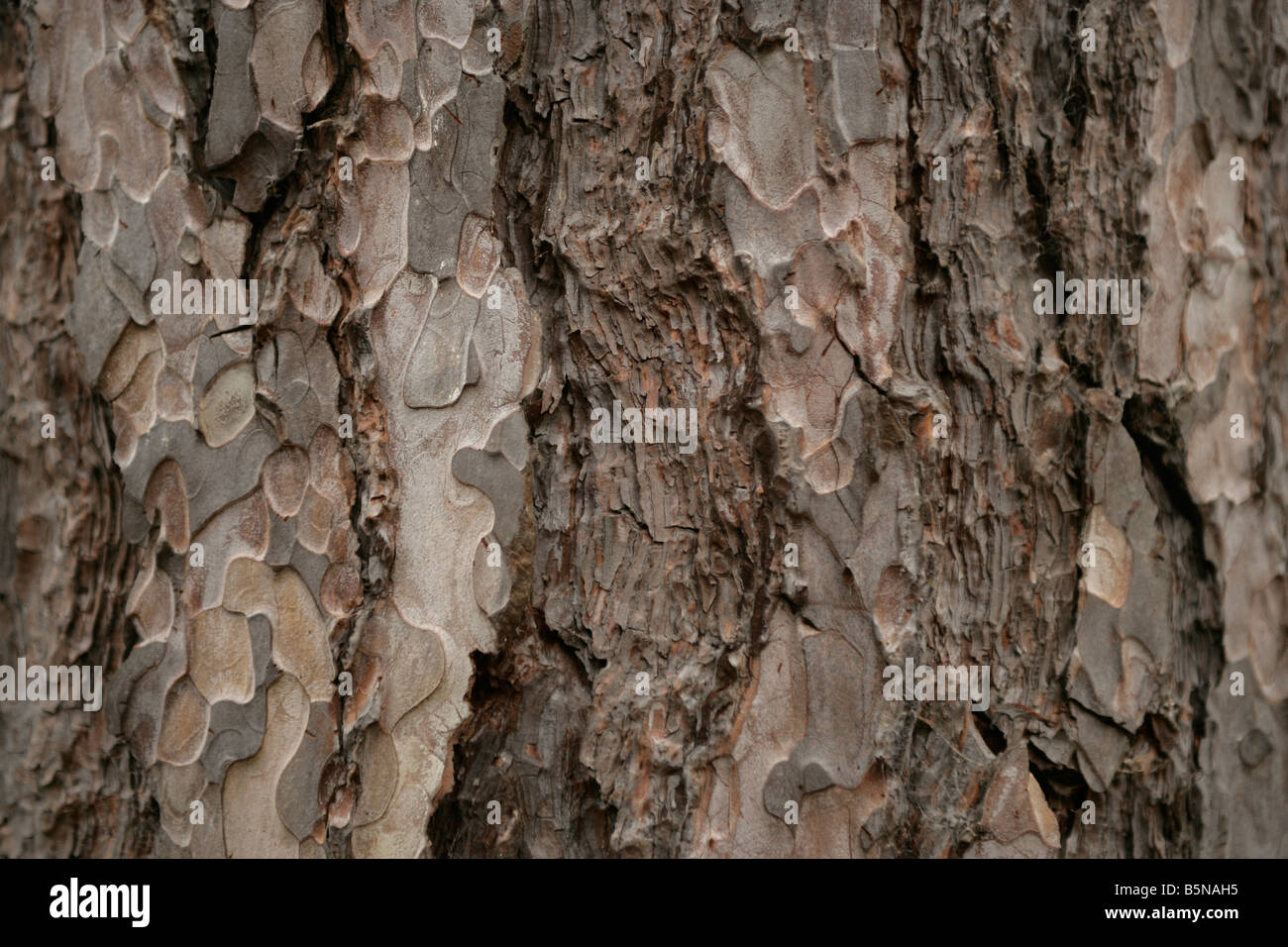 Rough bark on a tree trunk Stock Photo Alamy