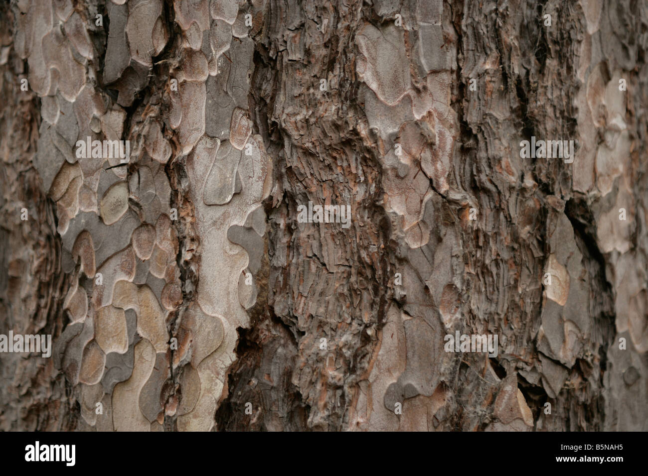 Rough bark on a tree trunk. Stock Photo