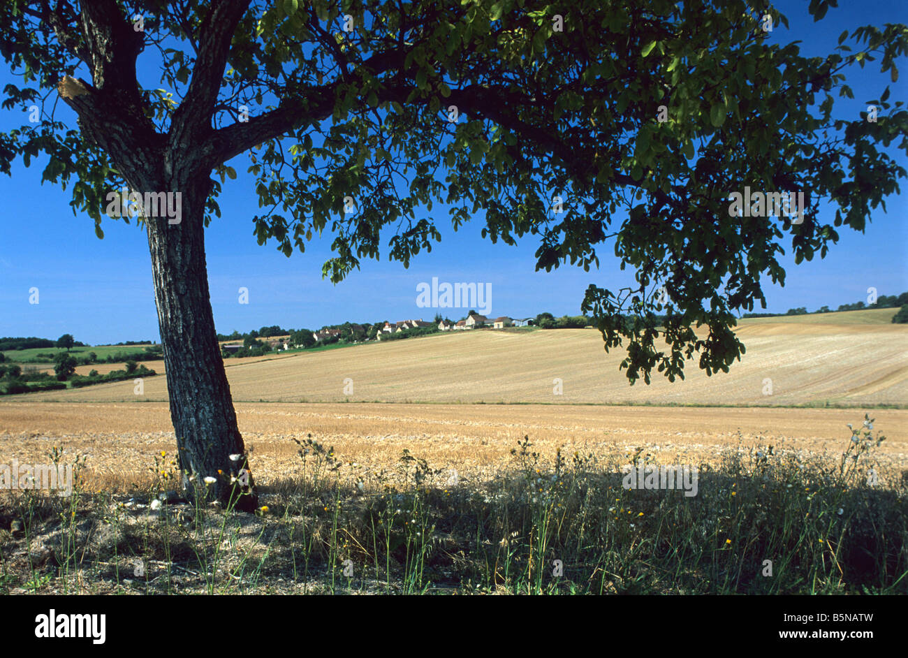 Walnut tree in landscape sud-Touraine, France. Stock Photo