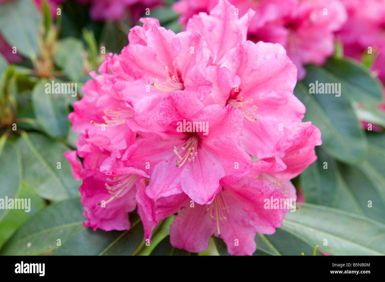 rhododendron dünger für welche pflanzen Rhododendron Dünger von Flora Boost main image 1