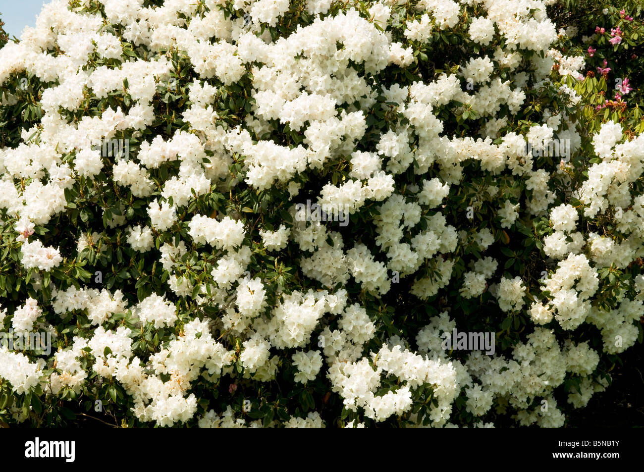 kalium dünger thuja Koniferen Dünger - Mineralischer NPK Flüssigdünger mit Stickstoff main image 1