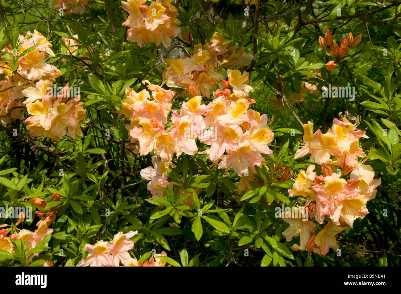 Rhododendron `Glowing Embers` Stock Photo - Alamy