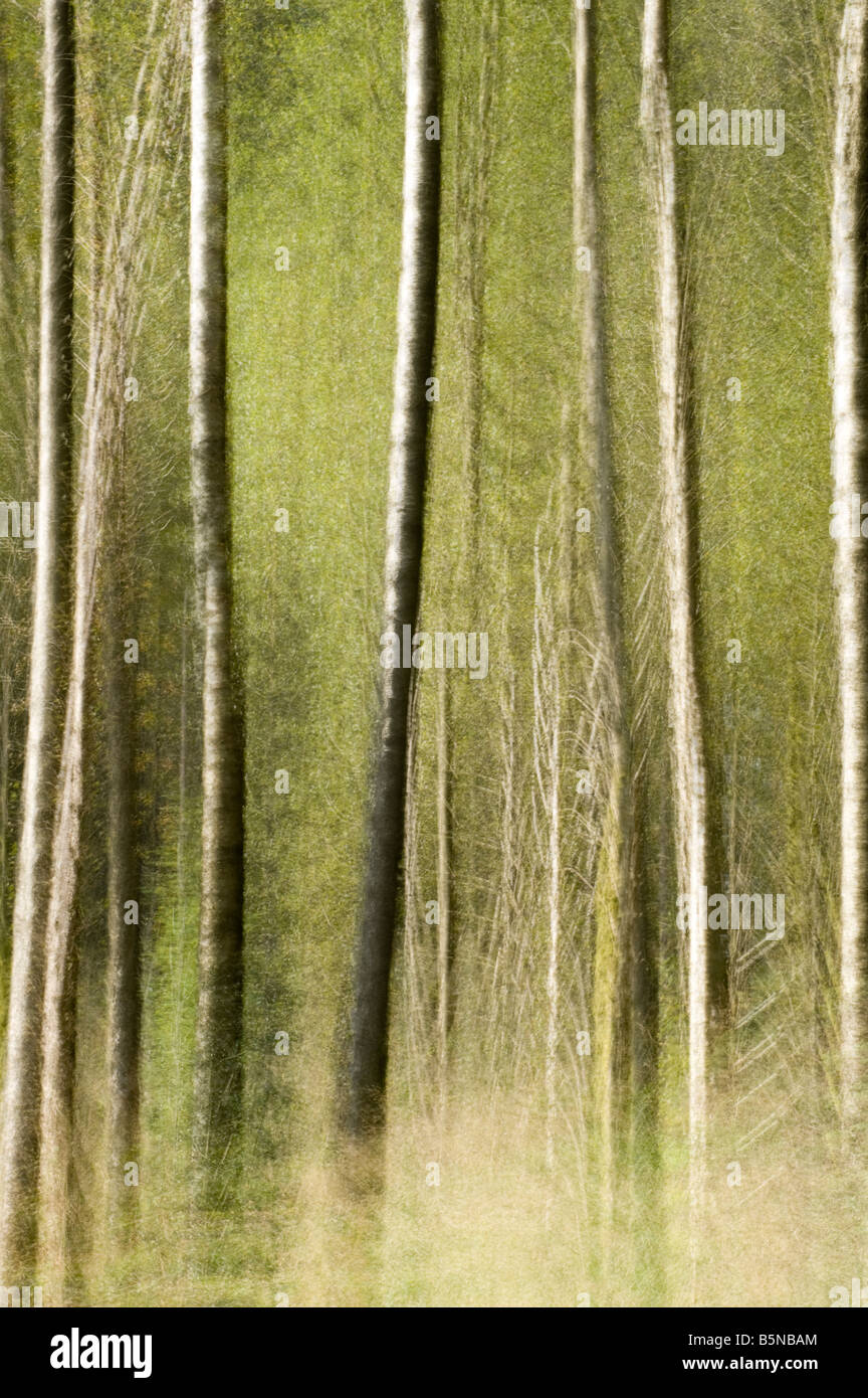 Abstract multiple exposure wood hi-res stock photography and images - Alamy