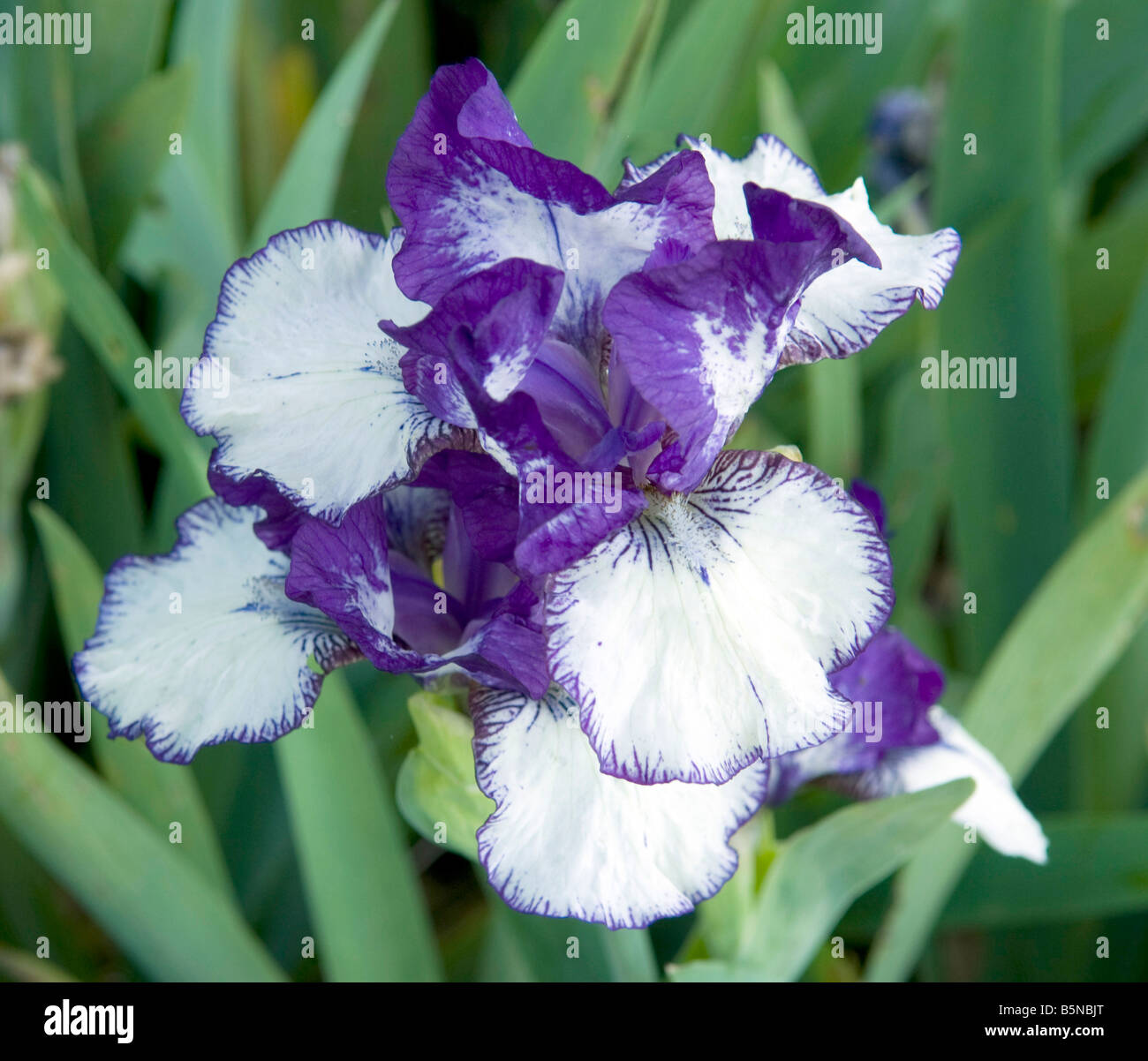 Flower print hi-res stock photography and images - Alamy