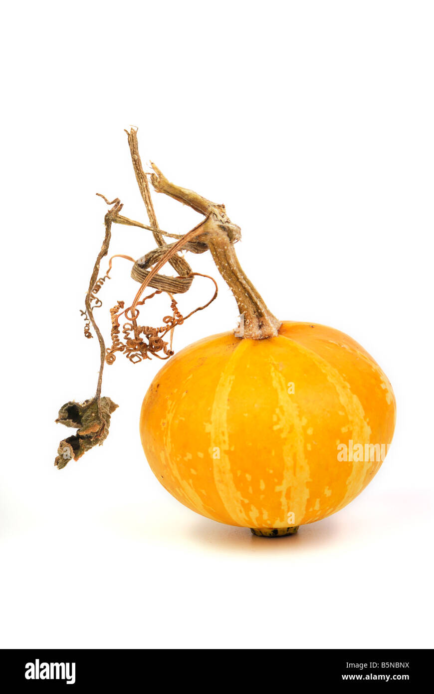 Yellow decorative pumpkin on a white background Stock Photo