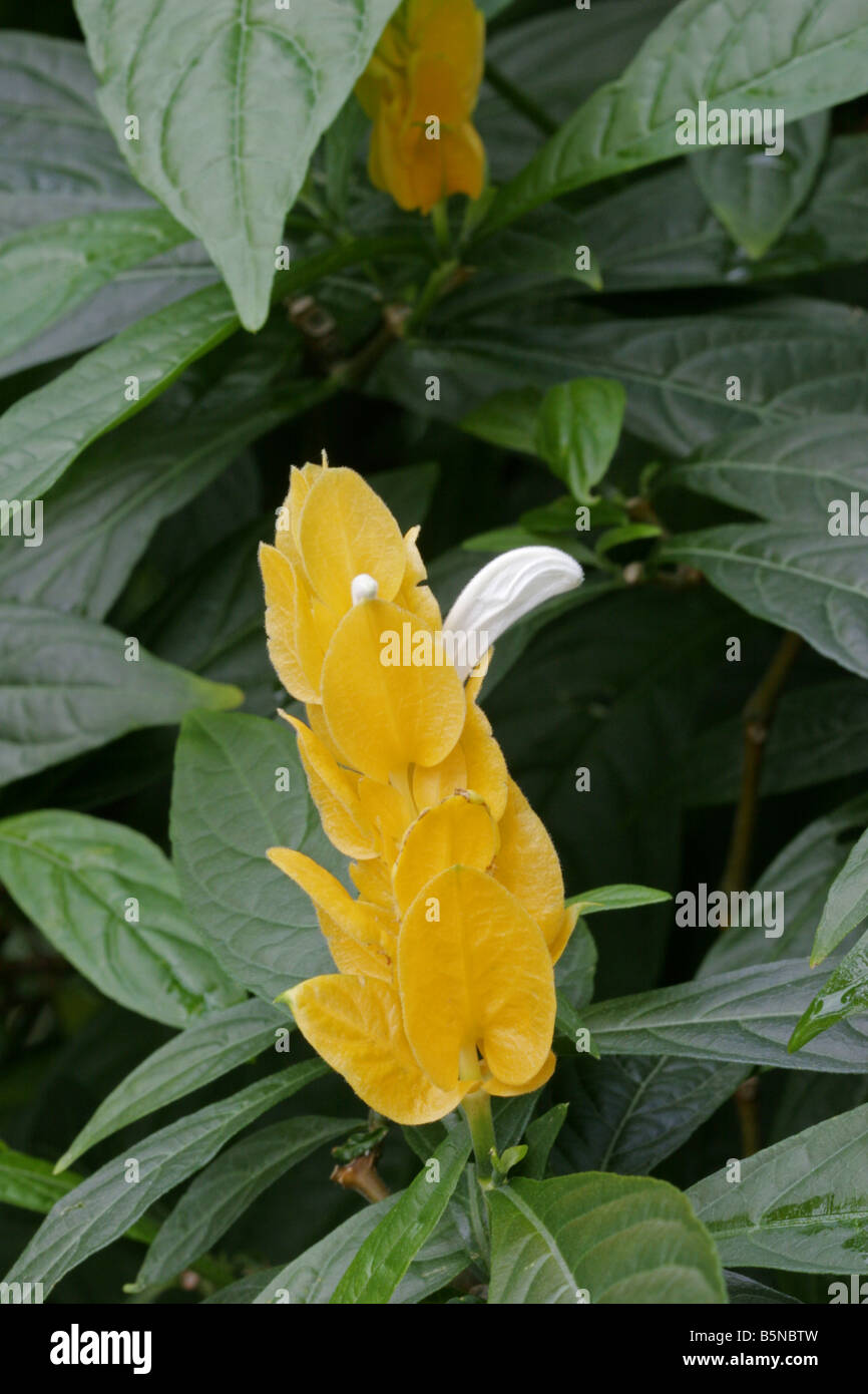 Pachystachys Pachystachys lutea single flower From South America Stock