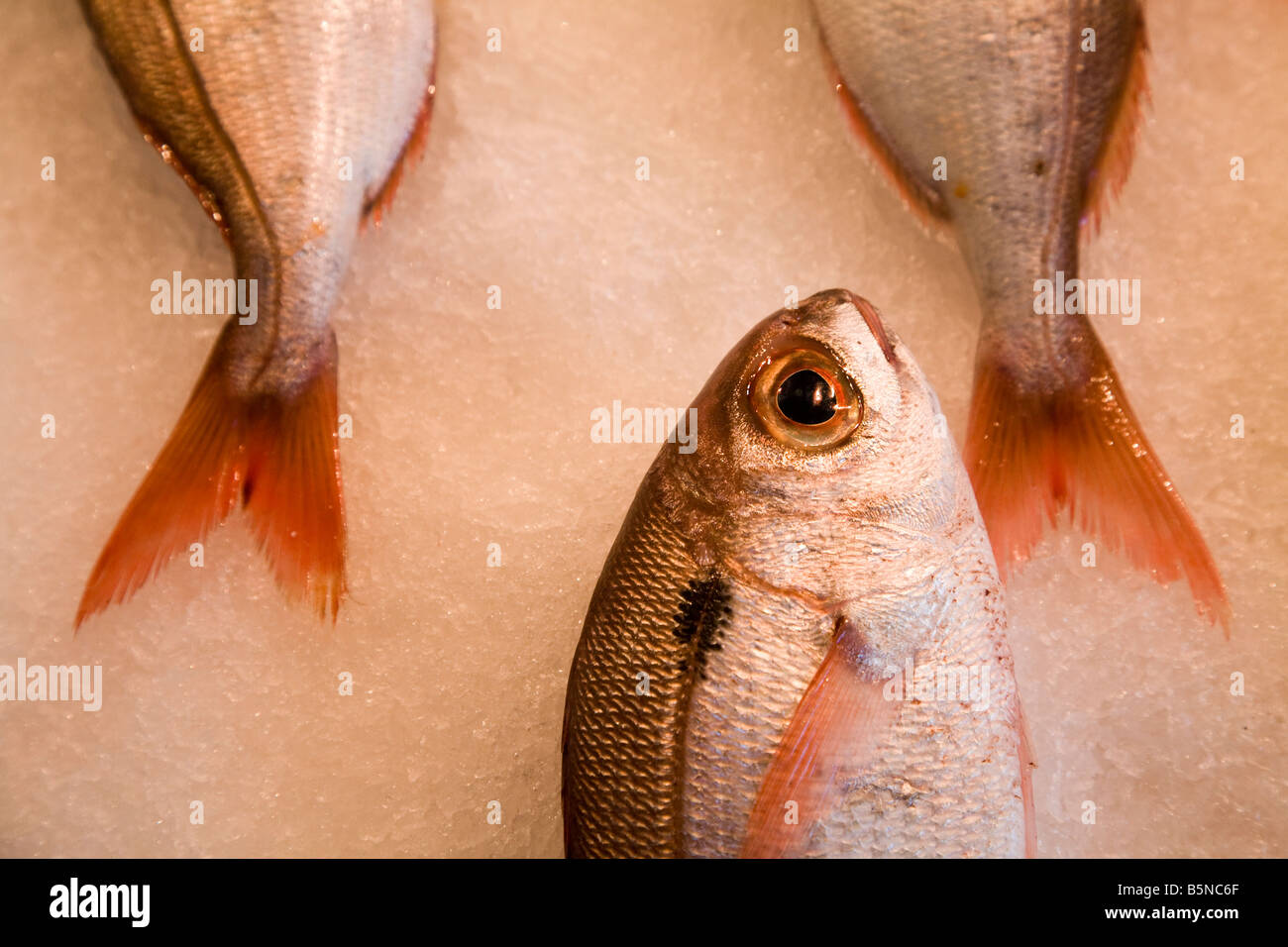 Fish Of Crete High Resolution Stock Photography and Images - Alamy