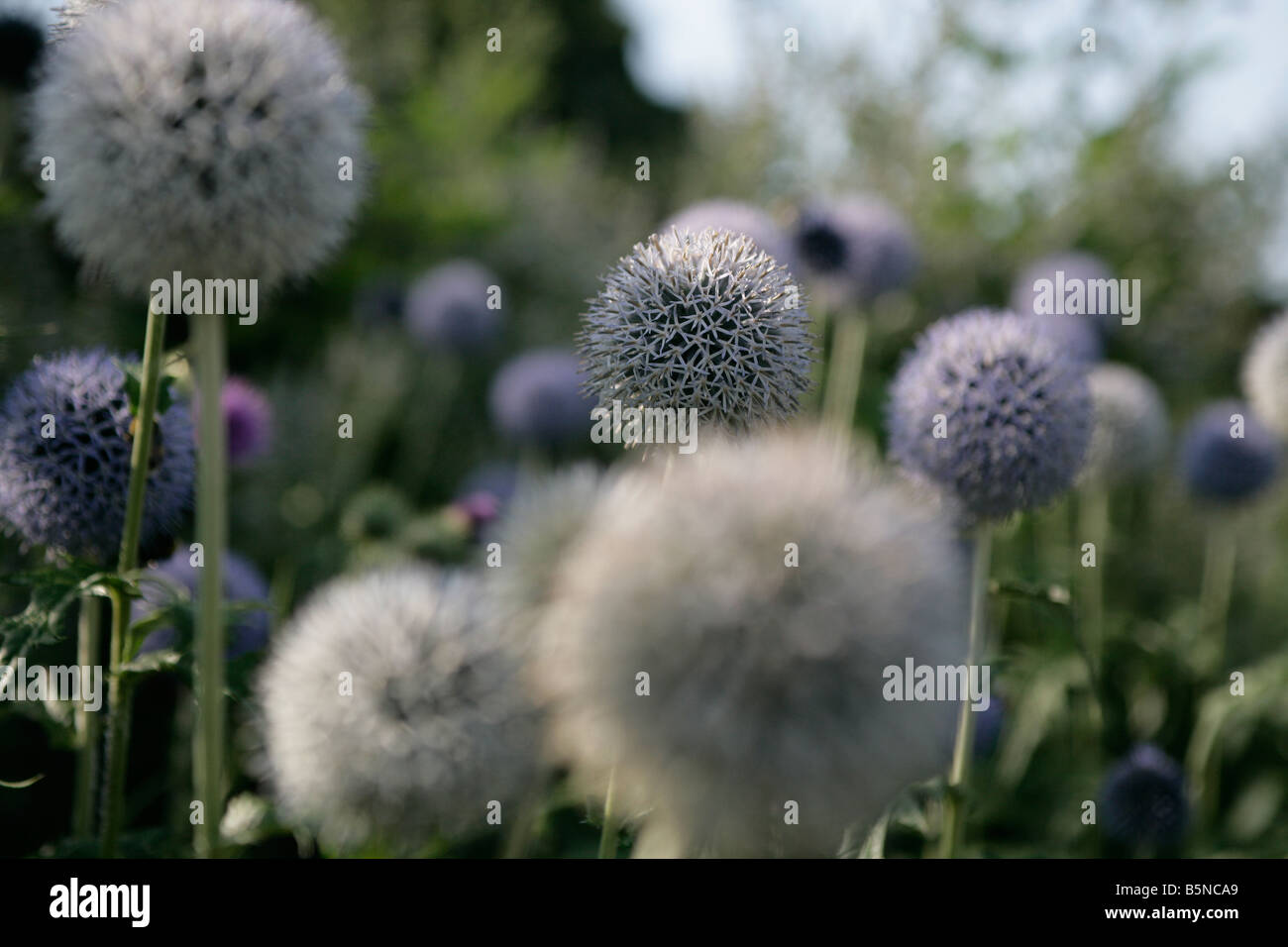 Purple Alium flower ball in a field of purple Alium Stock Photo