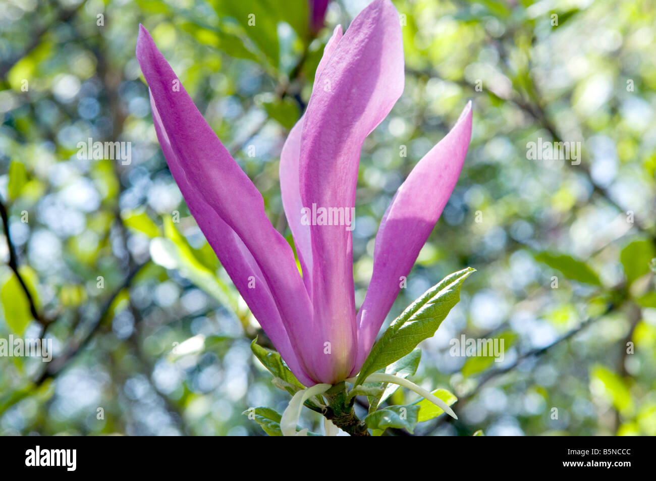 Magnolia sprengeri 'Wakehurst' Stock Photo