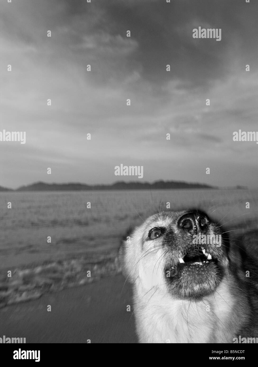 Dog barking on beach Stock Photo