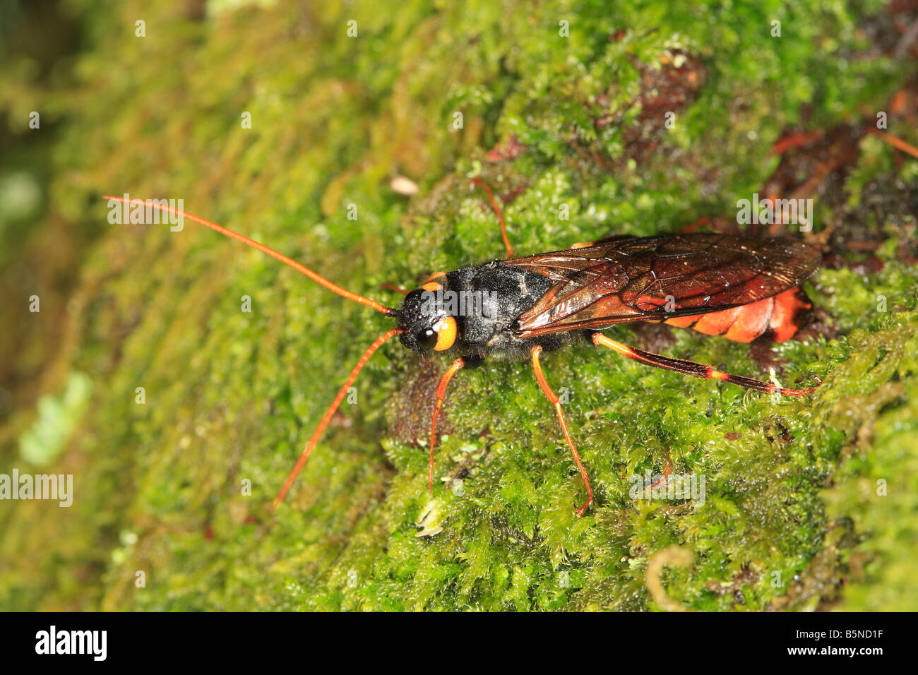 HORNTAIL Urocerus gigas MALE ON LARCH TREE SIDE VIEW Stock Photo Alamy