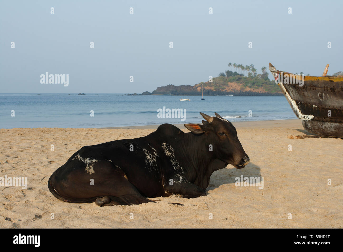 Cow on the beach of Patnem Goa India Stock Photo