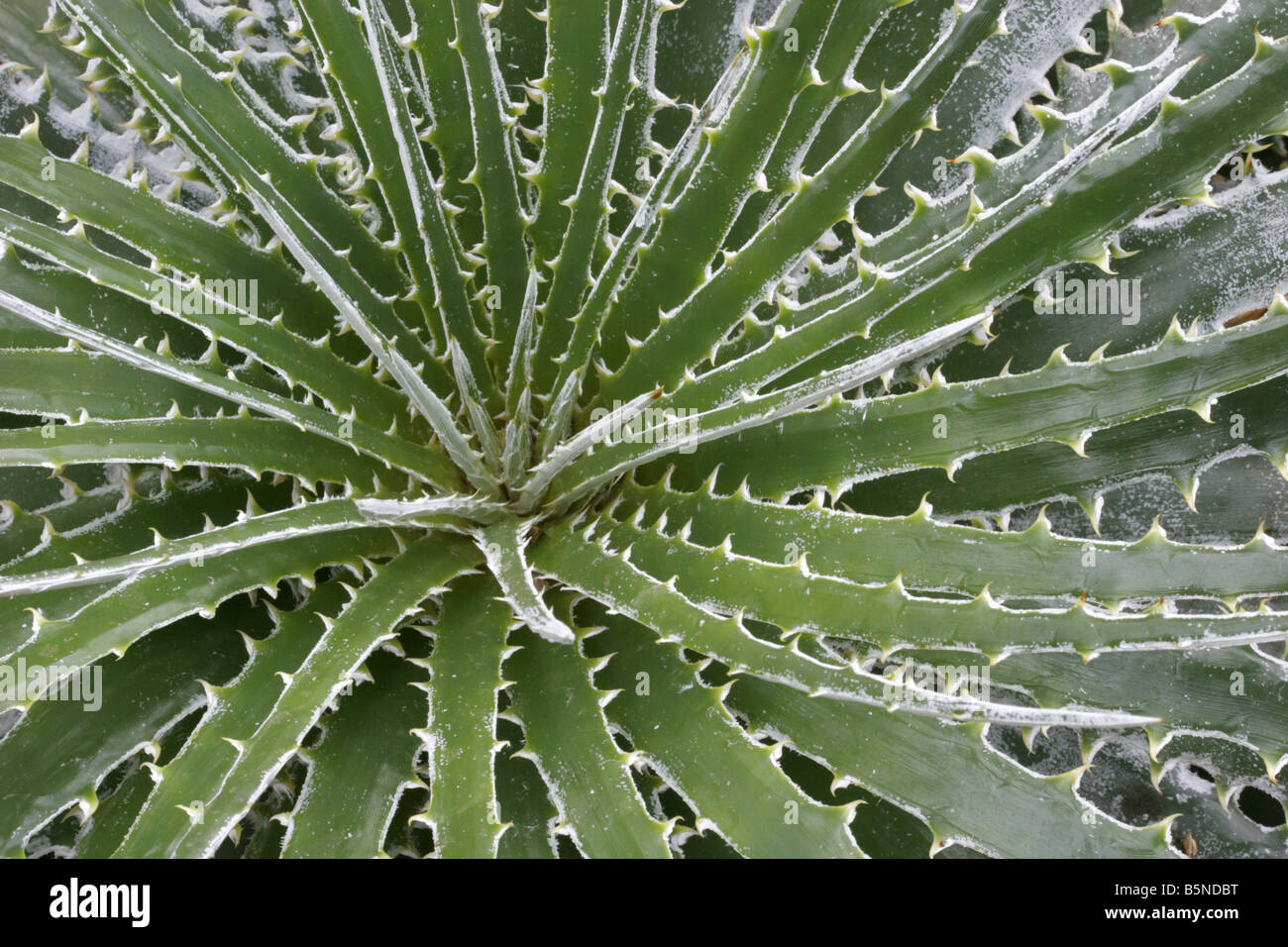 Hechtia argentea From Central America Stock Photo