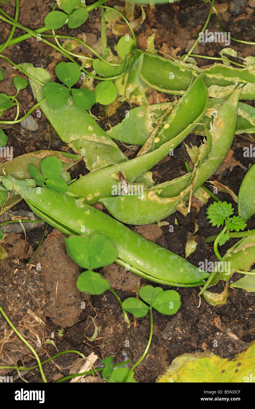 PEA PODS TAKEN UNDER COVER AND EATEN BY BROWN RATS Stock Photo