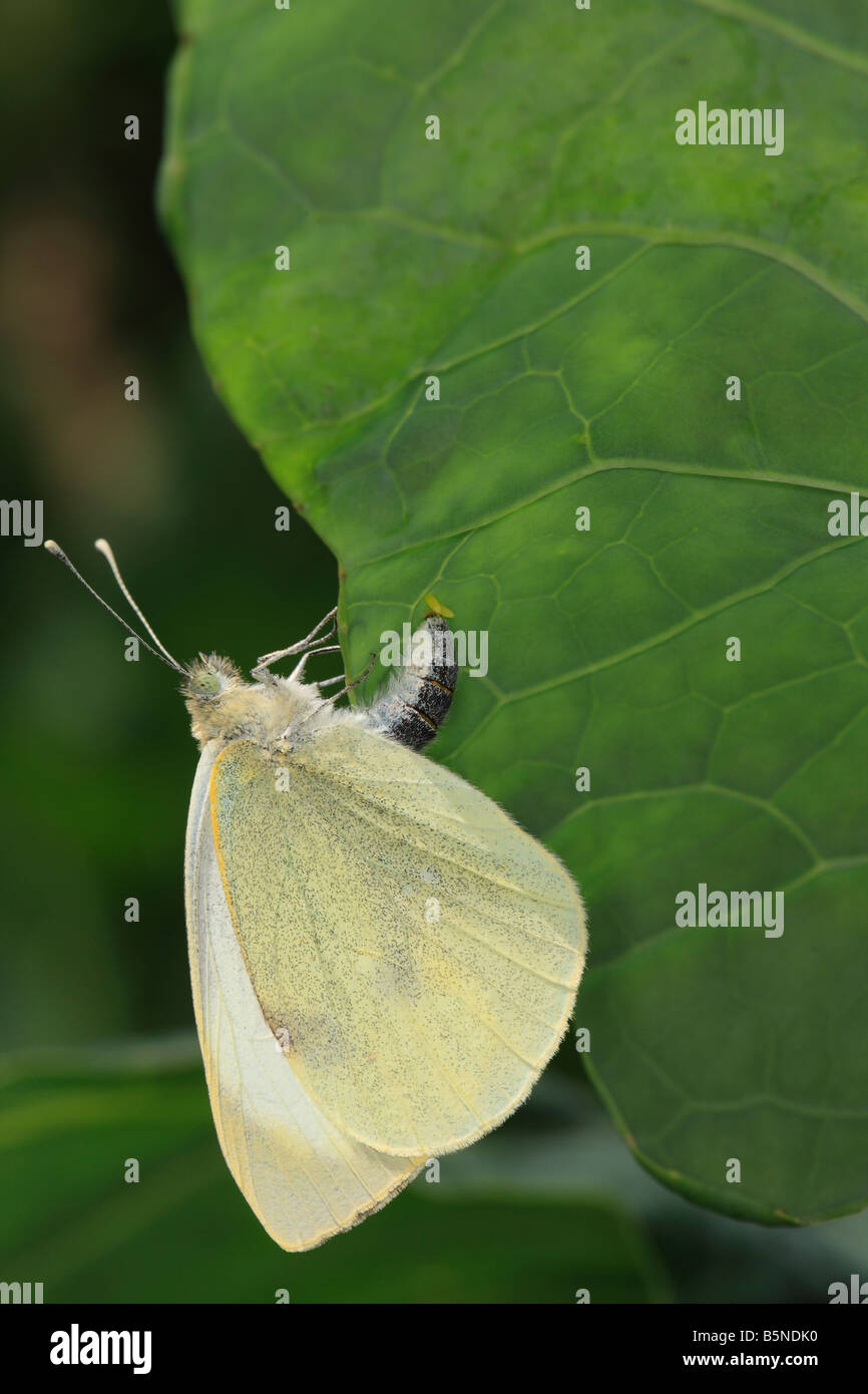Cabbage white butterfly egg hires stock photography and images Alamy