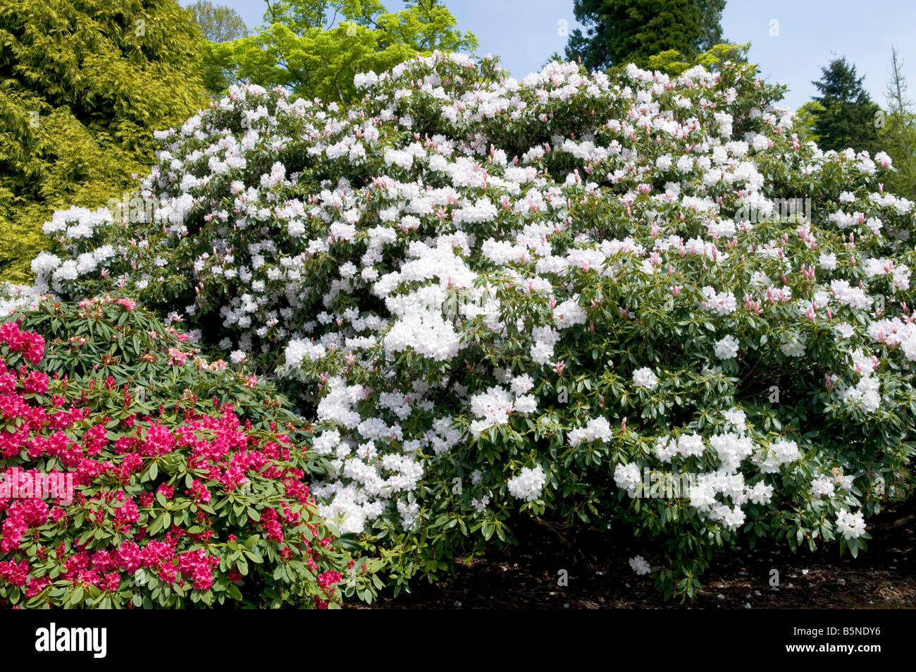 thuja smaragd hecke pflanzen Lebensbaum Thuja occidentalis Smaragd 200-220 cm Hhe Ballenware