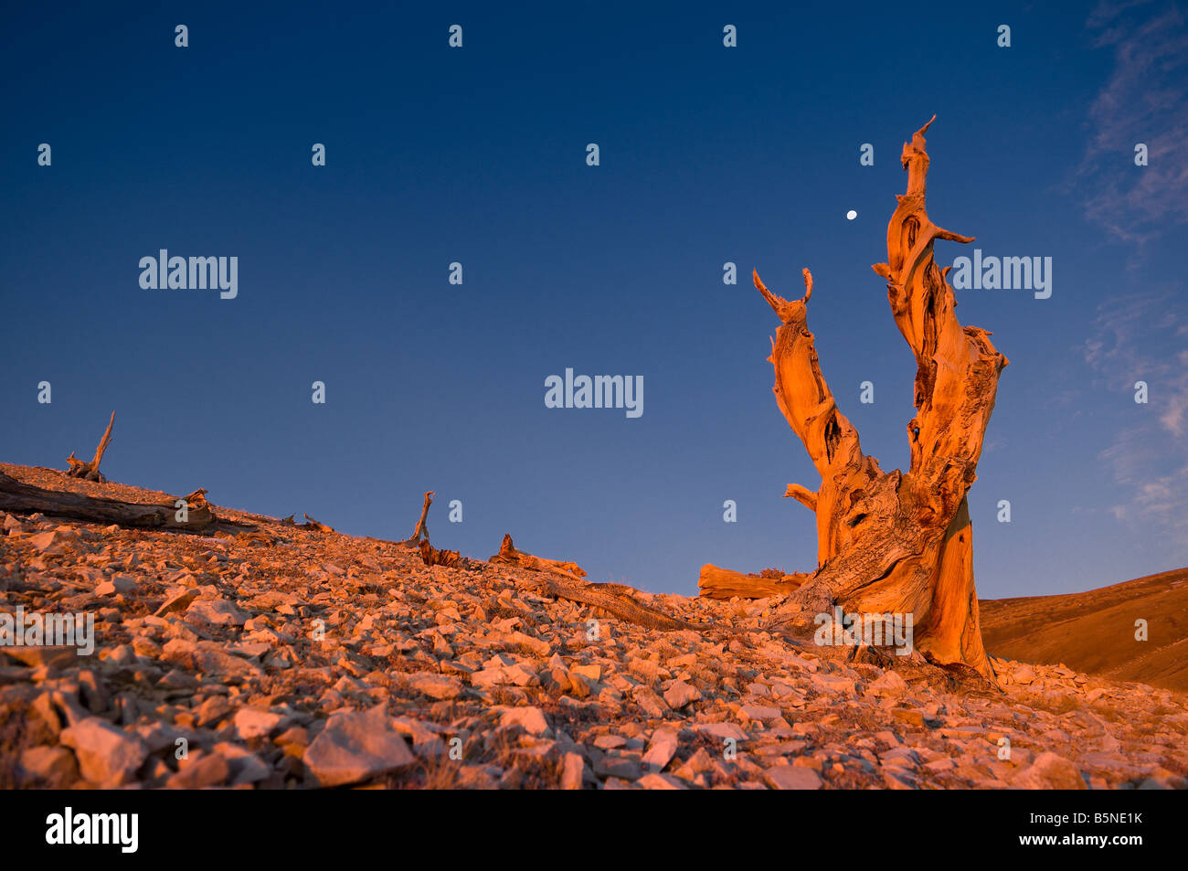 Ancient White Mountains Bristlecone pine tree at sunrise with setting ...