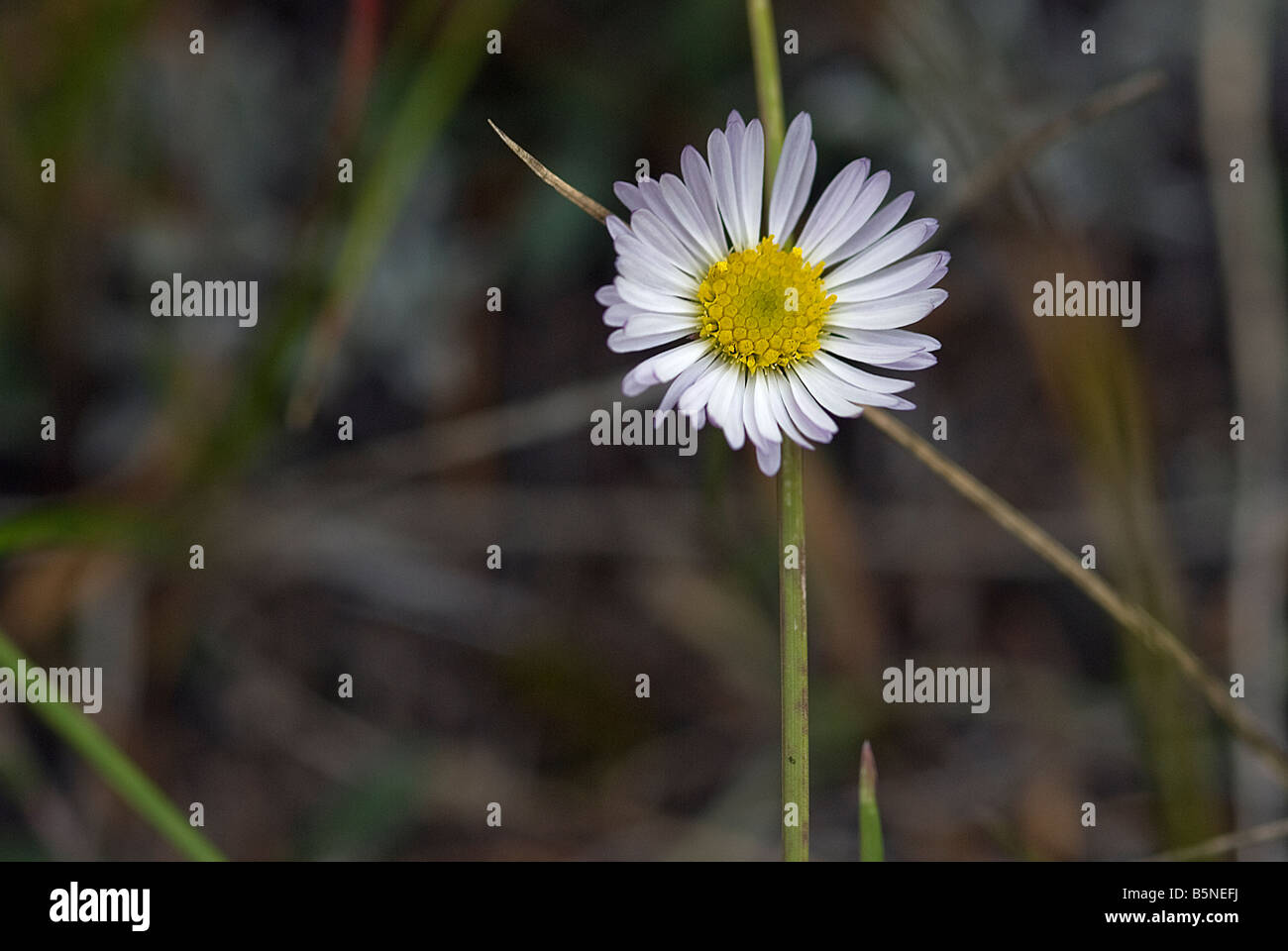 a single trailing daisy pokes its head up late in the season Stock Photo