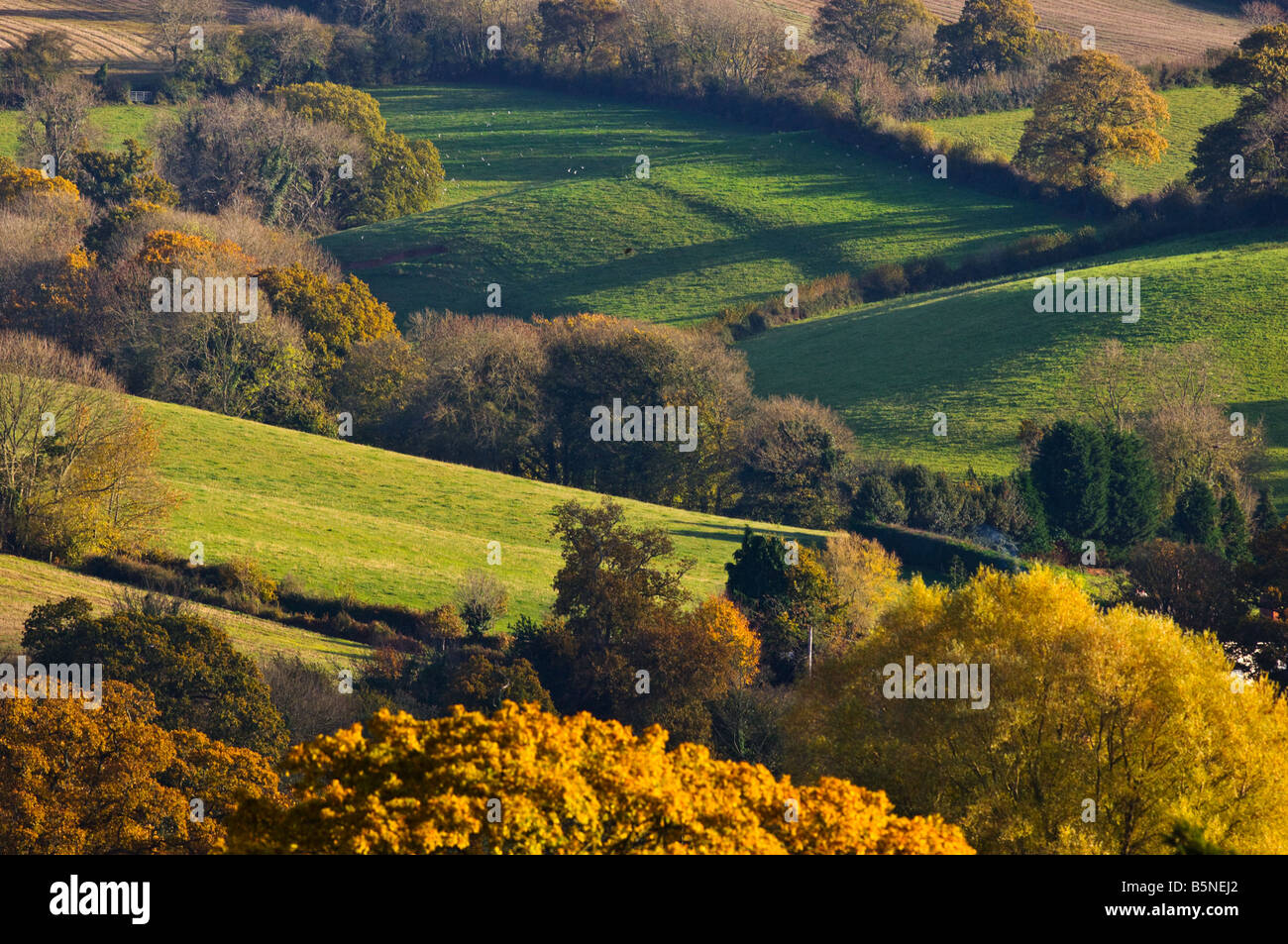Late evening light over the rolling hills of East Devon in Autumn. Stock Photo