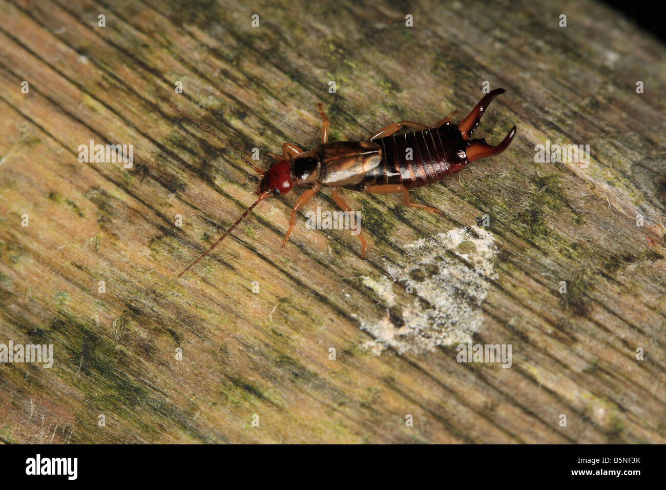EARWIG Forficula auricularia MALE ON WOODEN POST Stock Photo