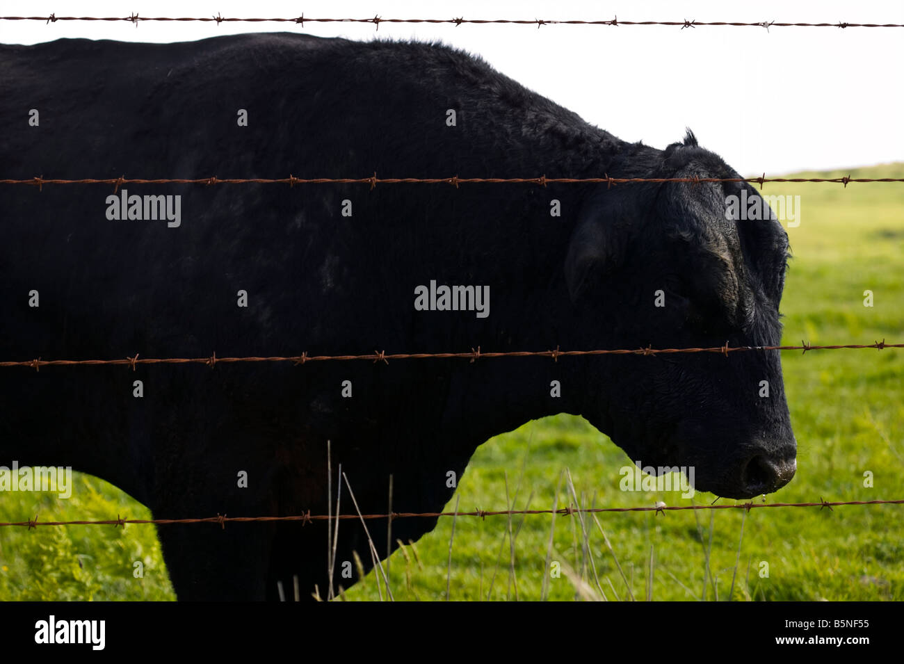 Sad bull Stock Photo