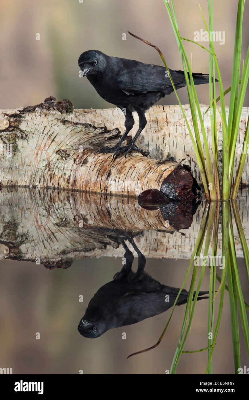 Jackdaw Corvus monedula on log by pool with reflection in water Potton Bedfordshire Stock Photo