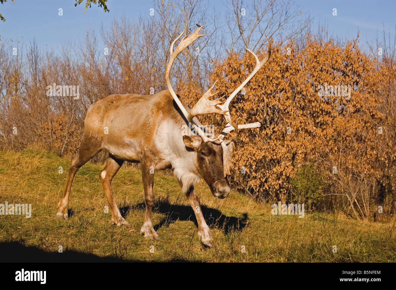 Male Woodland Caribou on an autumn day Stock Photo