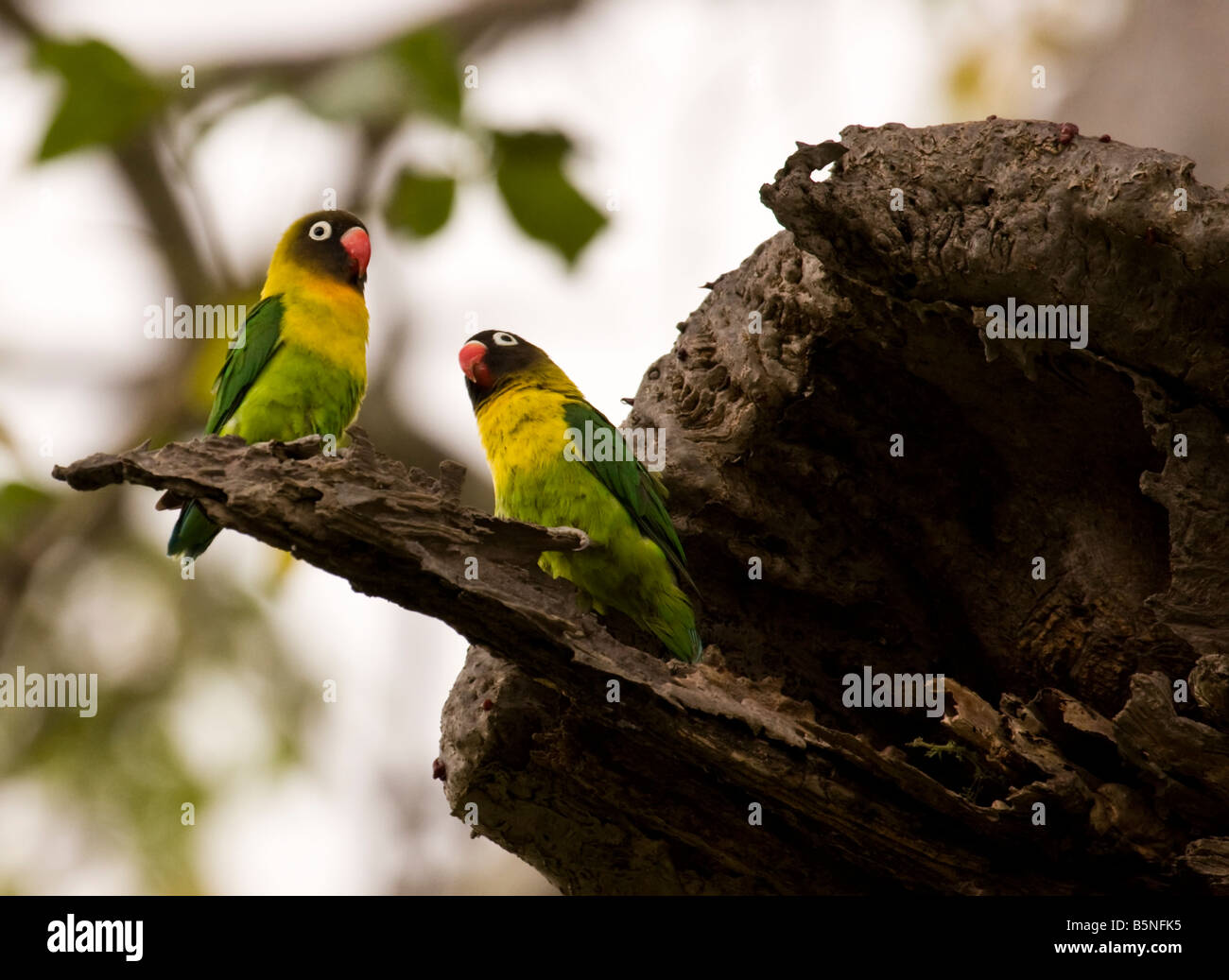 Pair of masked lovebirds Stock Photo