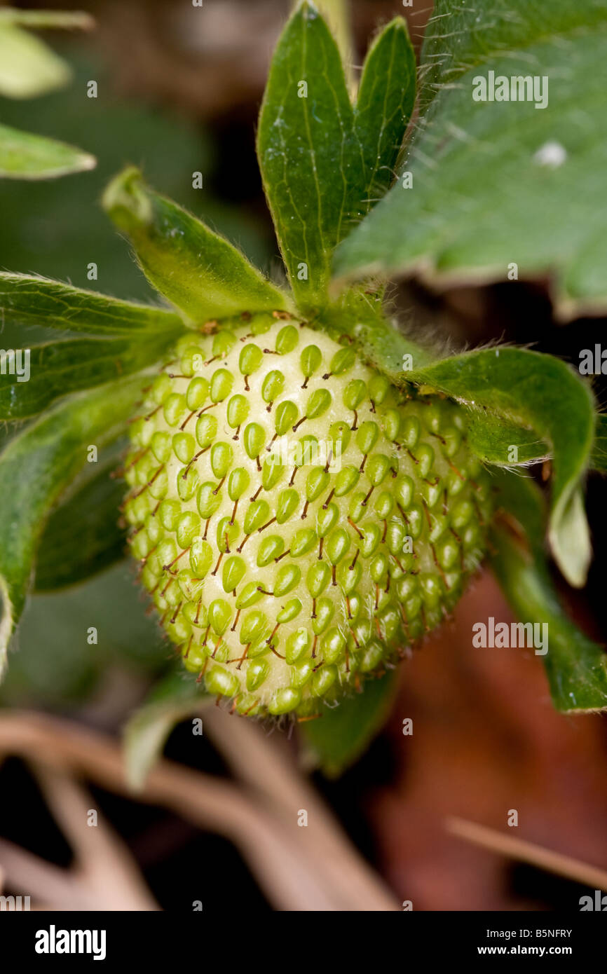 closeup of raw Strawberry Stock Photo - Alamy