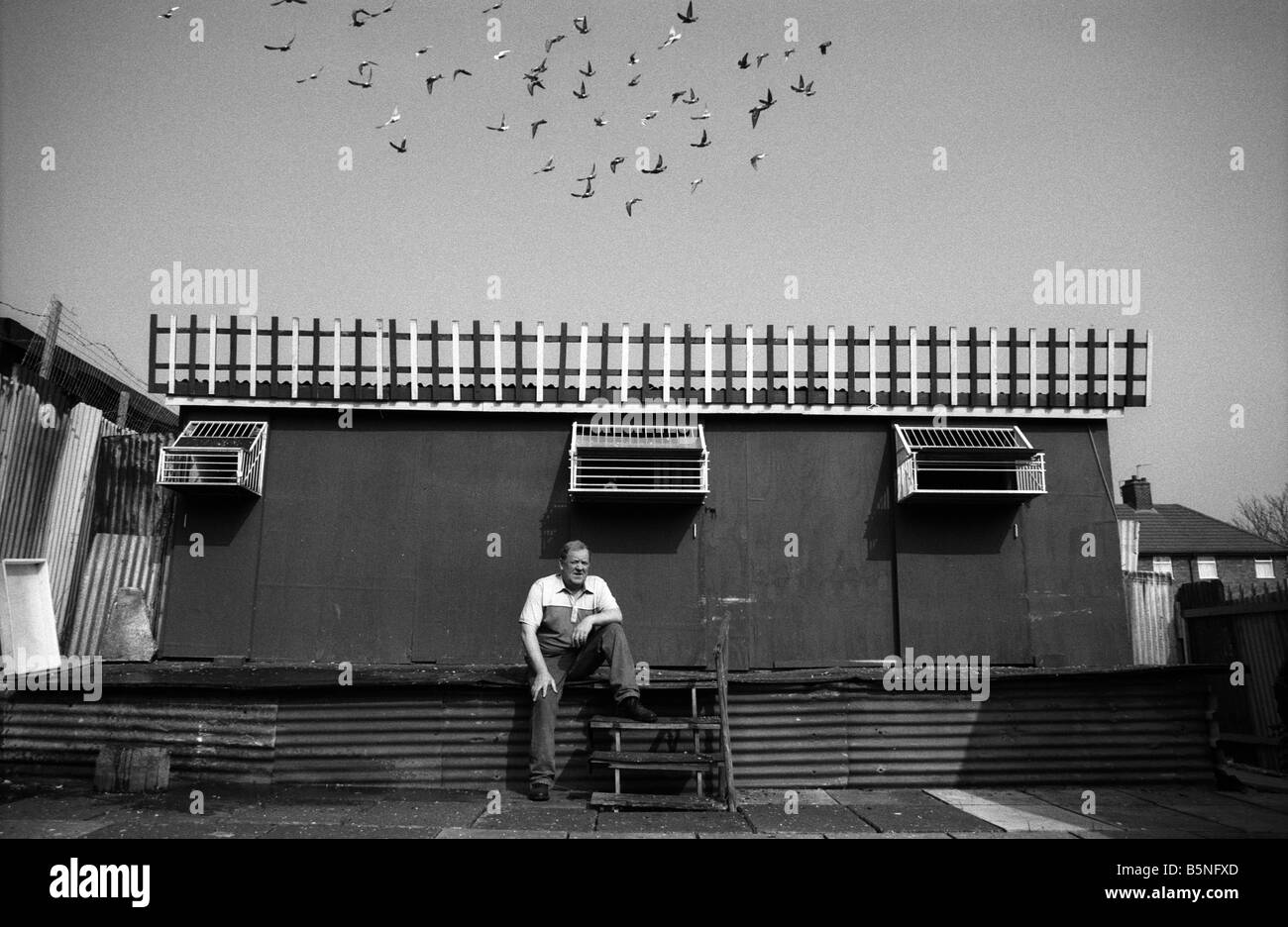 Pigeon racing in the UK. Working class sport Stock Photo Alamy