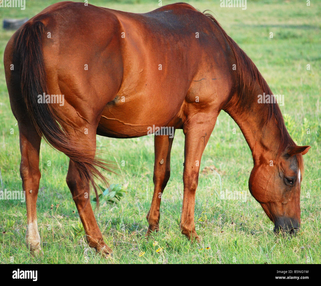 pregnant horse grazing in a pasture Stock Photo