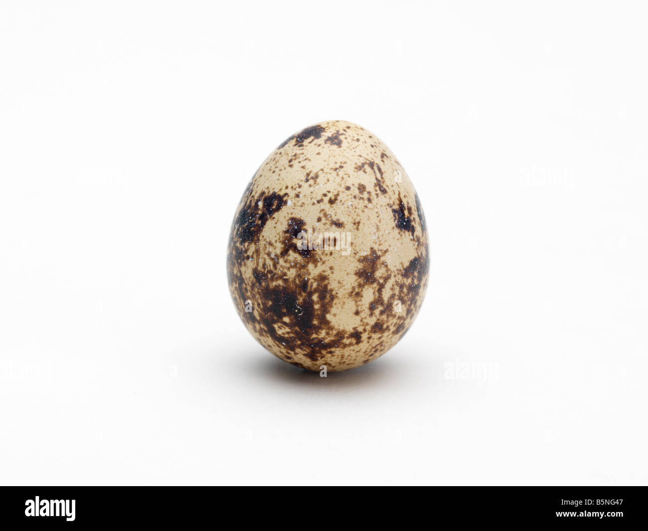 Quail Egg Stock Photo