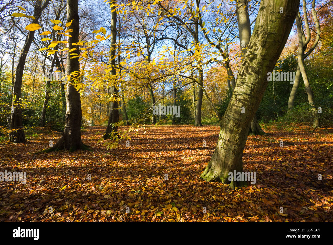 Shadow and light pattern in Chiltern beech wood in autumn colour with branches of foreground tree framing the path Stock Photo