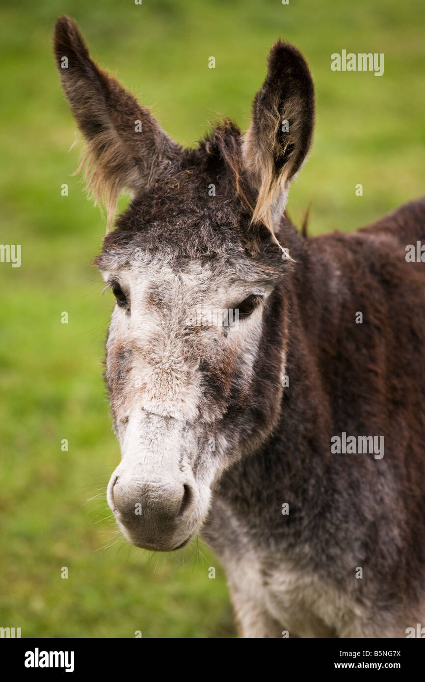 Donkey facing camera Stock Photo