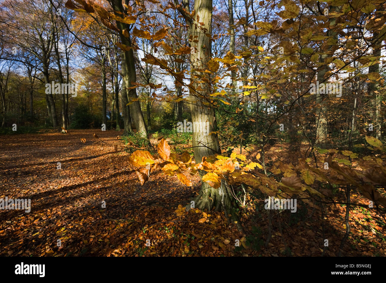 Shadow and light pattern in Chiltern beech wood in autumn colour with ring of sunlit leaves adding drama Stock Photo