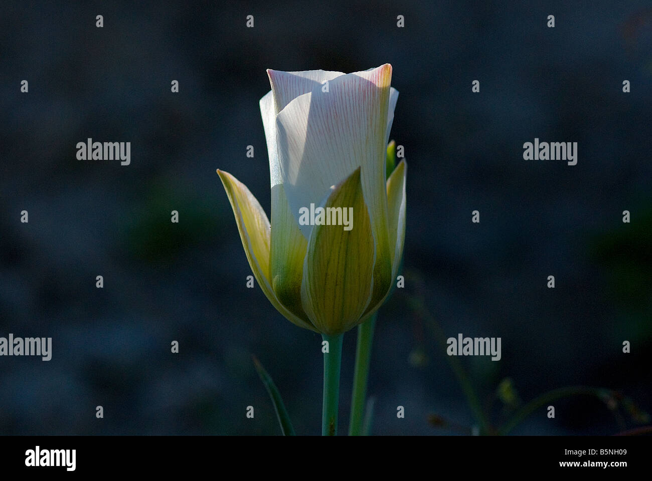 Sego lily appears closed up before the sun rises Stock Photo