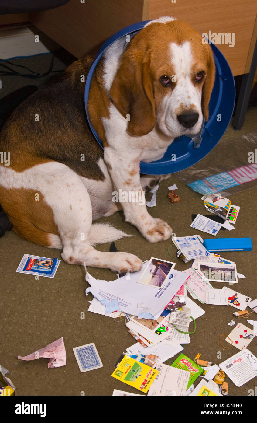 How Do I Stop My Dog From Going In The Bin at Sarita Roach blog