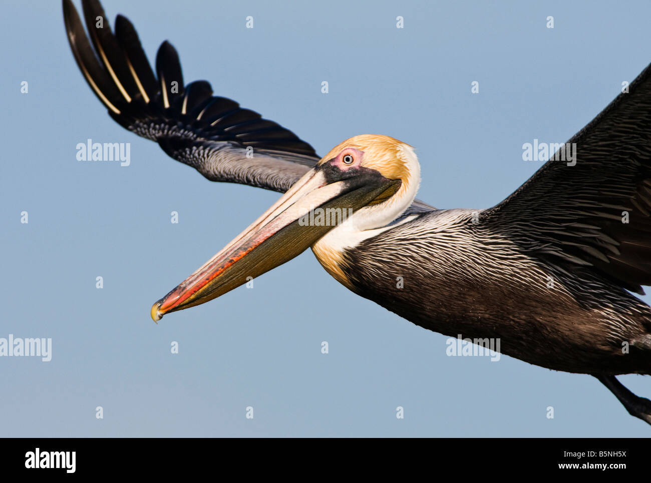Guana River State Park Fl, Brown pelican Pelecanus occidentalis is the smallest of eight species of pelican living on us coasts. Stock Photo
