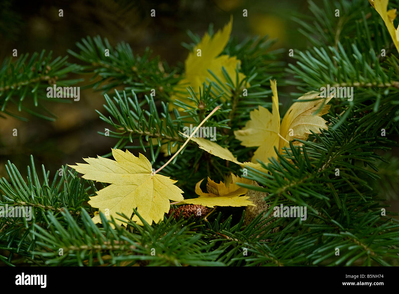 yellow maple leaves have fallen off the tree and landed on a bed of ...